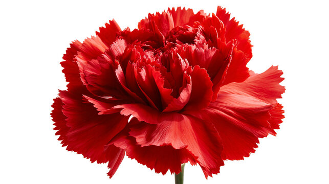 Vibrant red carnation flower head with ruffled petals and detailed texture