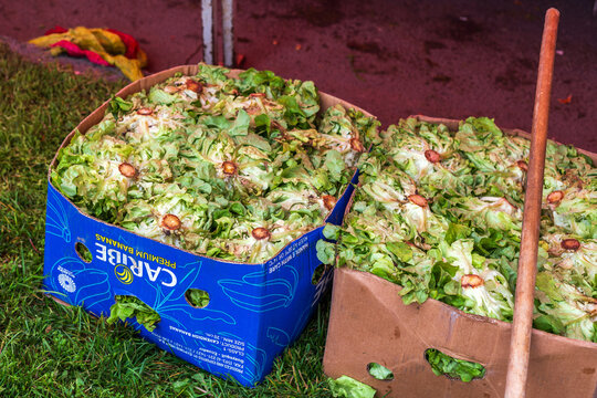 Two cardboard produce boxes filled with freshly cut lettuce sit on grass, suggesting a market or farm harvest setting