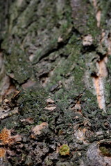 Fototapeta premium Soft Focus Tree Bark Texture, Dark Green Grey Wood Surface Detail, Non-AI Generated, Human Made Photography