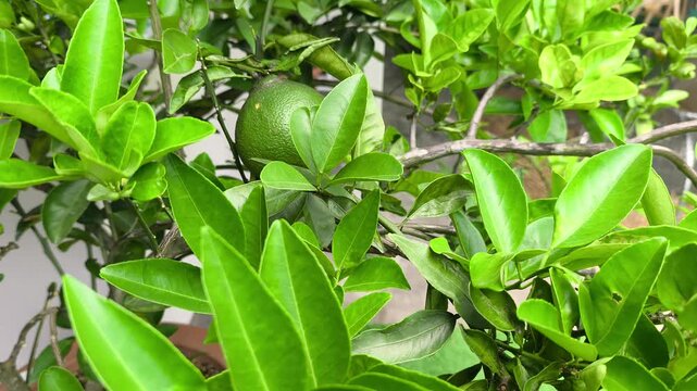 A compact pomelo tree yields small fruit grown in a pot. This new variety suits limited space while keeping original taste and quality.