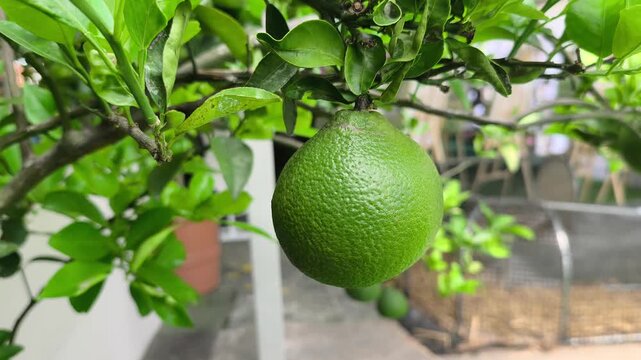 A compact pomelo tree yields small fruit grown in a pot. This new variety suits limited space while keeping original taste and quality.