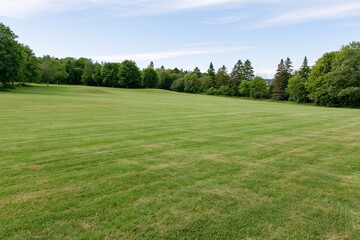 Obraz premium The Open Field Beyond the Trees Under a Clear Blue Sky