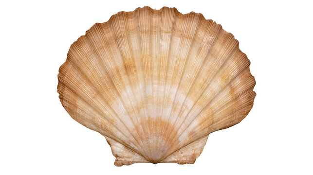 Natural textured fan shaped scallop seashell with radial ridges