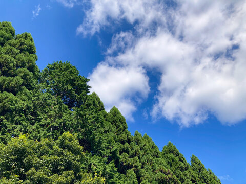 青空へ広がる森の木々