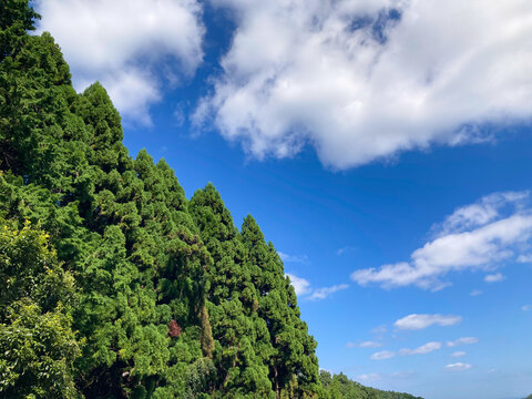 木々の間から望む爽やかな青空