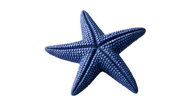 Deep blue textured starfish with five arms and bumpy surface detail
