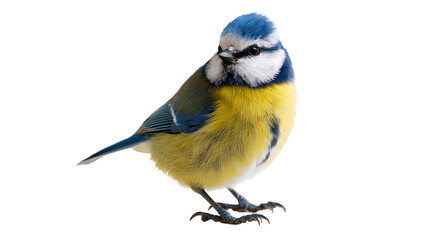Small Eurasian blue tit bird with vibrant yellow and blue plumage © Rowan