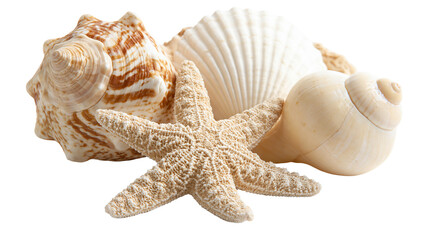 Starfish and various spiral seashells with textured surfaces © Rowan