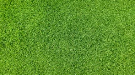 Fototapeta premium Lush green grass texture close-up