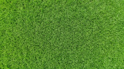 Fototapeta premium Lush green grass texture close-up