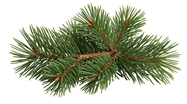 Fresh green pine tree branch with needles and small buds