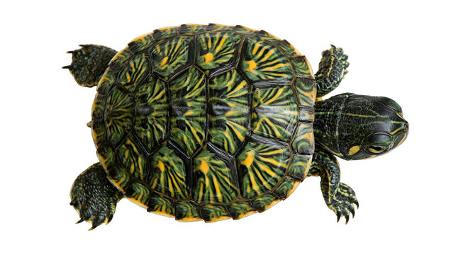 Small red-eared slider turtle with patterned green and yellow shell