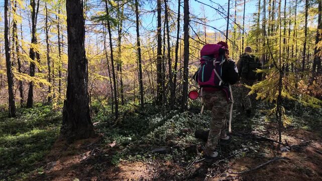 Hikers with backpacks walk steadily through a forest with golden-yellow trees under a clear blue sky, moving deeper into the woods as sunlight filters through the canopy.