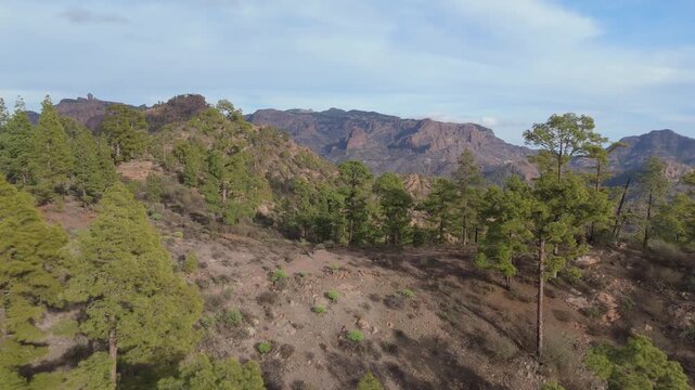 Drone pushes into a beautiful, rugged volcanic landscape with pine forests on Gran Canaria, Canary Islands. The sunny weather highlights the lush and rocky terrain.