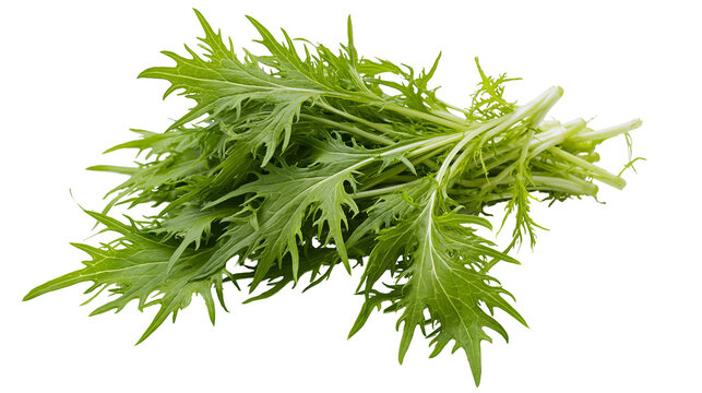 Isolated fresh Mizuna Japanese mustard greens bunch natural vibrant green healthy produce