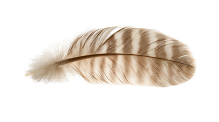 Brown and white striped bird feather with soft downy base © Isolde