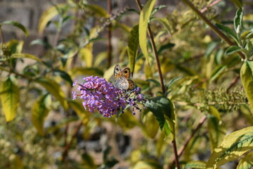 Un papillon qui prend le nectar de fleur d'arbre aux papillons © Susilo Hadi