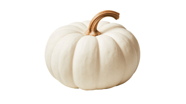 Small round white pumpkin with a textured brown stem