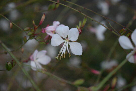 Fleure de Gaura blanc