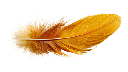 Vibrant golden yellow bird feather with soft downy texture © Isolde
