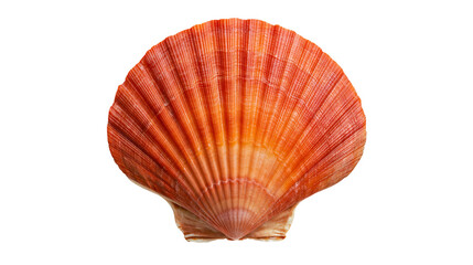 Vibrant orange fan shaped scallop shell with radial ridges and textured surface © Isolde