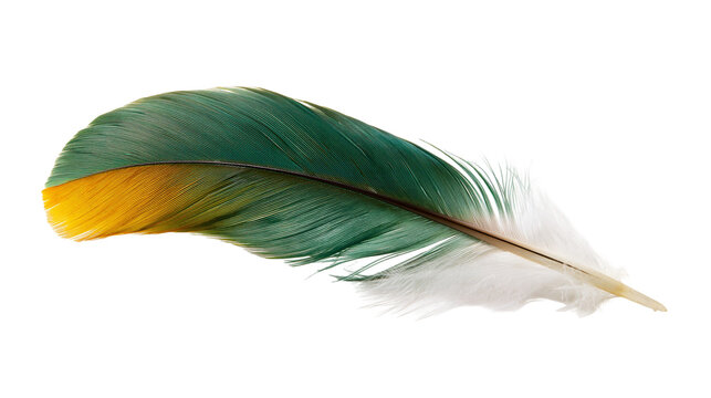 Vibrant green and yellow macaw parrot feather with white base