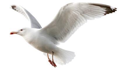 Fototapeta premium Flying white seagull with spread wings and orange beak
