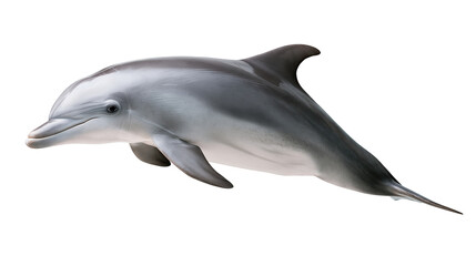 Smooth grey bottlenose dolphin swimming in a graceful horizontal posture © Isolde