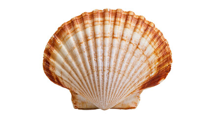 Brown and white fan shaped scallop shell with radial ridges © Isolde