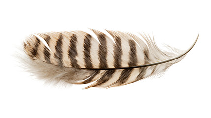 Brown and white striped bird feather with soft downy texture © Isolde