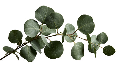 Fresh green eucalyptus branch with round leaves © Isolde