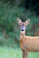 Roe deer in a clearing a portrait © Janusz