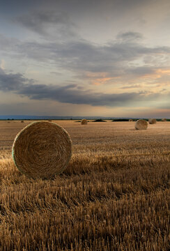 Harvested wheat field with round hay bales under dramatic storm clouds at sunset