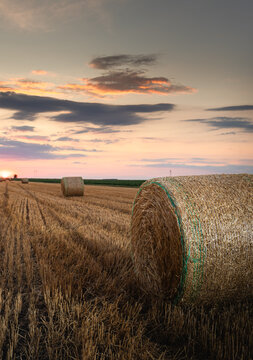 Round hay bales in harvested wheat field at glowing sunset
