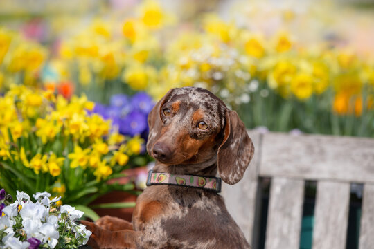 brown merle miniature dachshund portrait wit blooming spring flowers