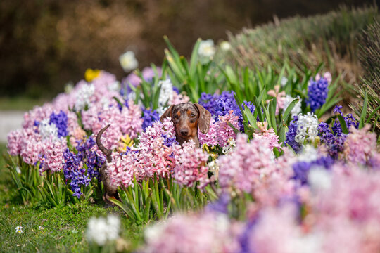 brown mini dachshund dog portrait with nature blooming spring flowers background