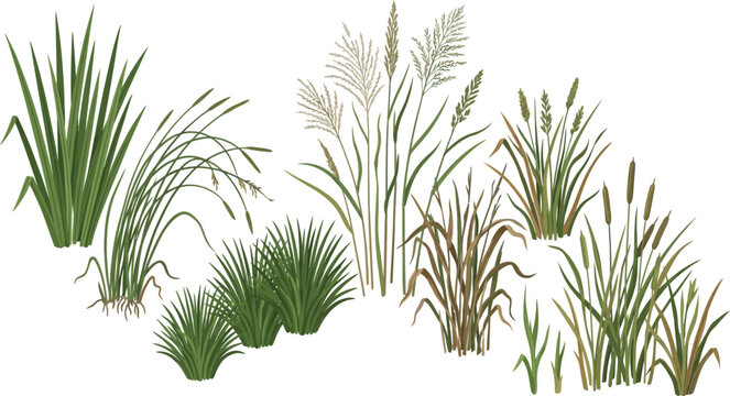Various wetland grasses and reeds in a natural arrangement with detailed botanical illustration style