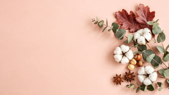 Autumn flat lay composition with cotton flowers, eucalyptus branches, dried oak leaves, hazelnuts and star anise on a soft pastel pink background