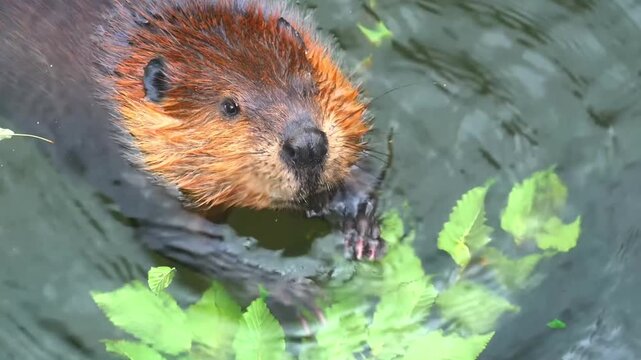 North american beaver eating fresh green leaves while swimming in calm