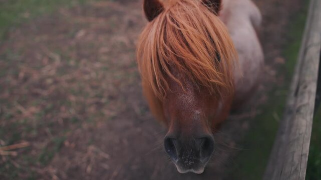 Brothers interact with a small pony in a grassy area, showcasing their adventure with animals, highlighting the bond between children and nature