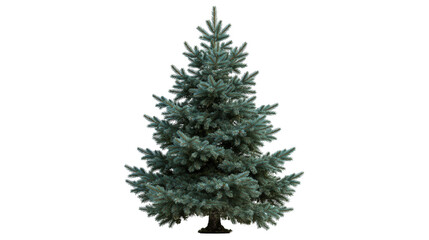 Full lush blue spruce Christmas tree with dense needles and conical shape © Elowen