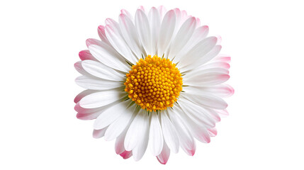 Single white daisy flower with pink tipped petals and bright yellow center © Elowen