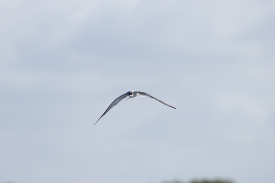 Sterna hirundo, Common tern in flight against the light, common tern with outstretched wings, grey sky, clouds in the sky