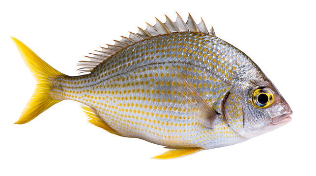 Yellowfin bream fish with silver scales and yellow fins