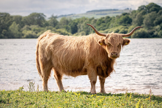 Scottish Highland Cow on the Isle of Skye, Scotland