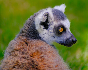 Fototapeta premium ring tailed lemur