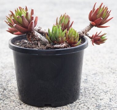 Haworthiopsis attenuata var. radula mature succulent plant