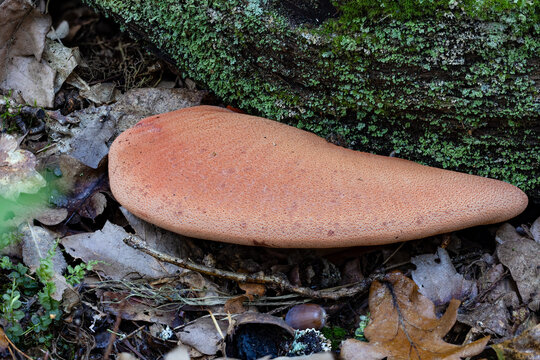 Ox tongue fungus on oak root