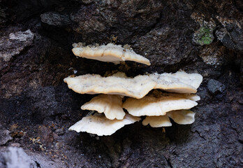 Climacocystis borealis fungus on spruce root © Tommi Syvänperä 