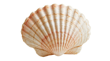 Natural fan shaped scallop seashell with ribbed texture and beige orange stripes © Andrei